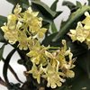 Dendrobium aberrans x polysema 